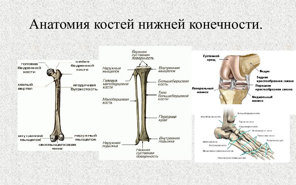 Анатомия нижней конечности человека. Эпифиз большеберцовой кости анатомия. Строение костей нижней конечности. Кости нижней конечности латынь. Кости пояса нижних конечностей человека.