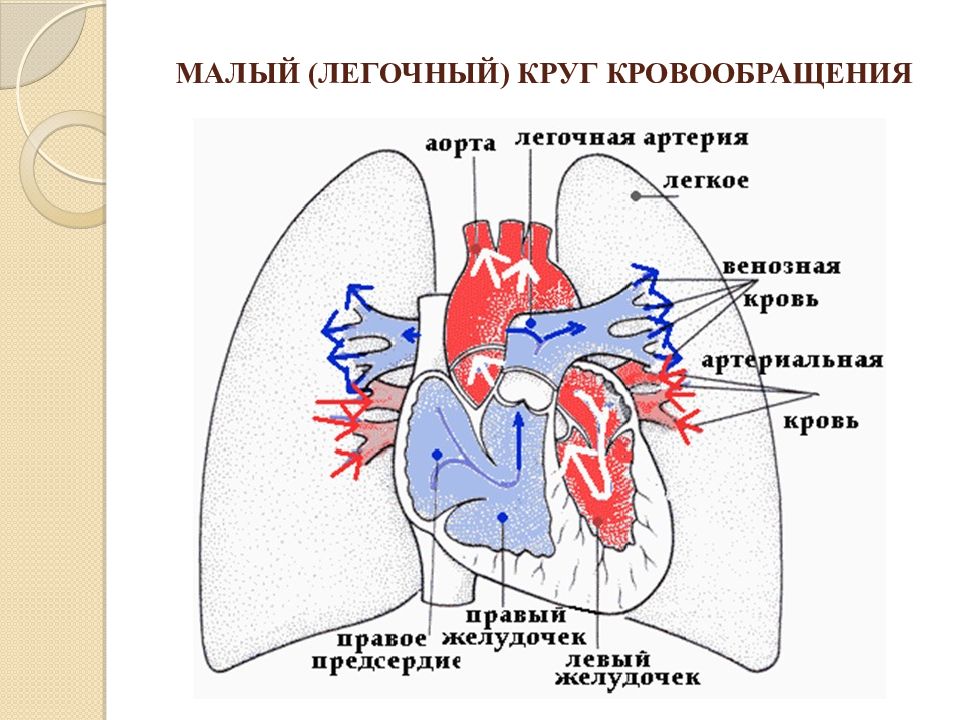 Малое кровообращение сердца