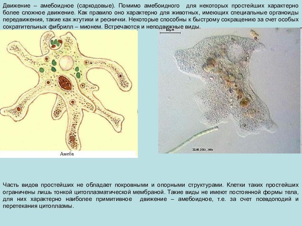 Движения характерные для животных. Клеточные оболочки саркодовых. Амебоидные протисты. Органоид клетки простейшего из класса Саркодовые. Амебоидное движение.