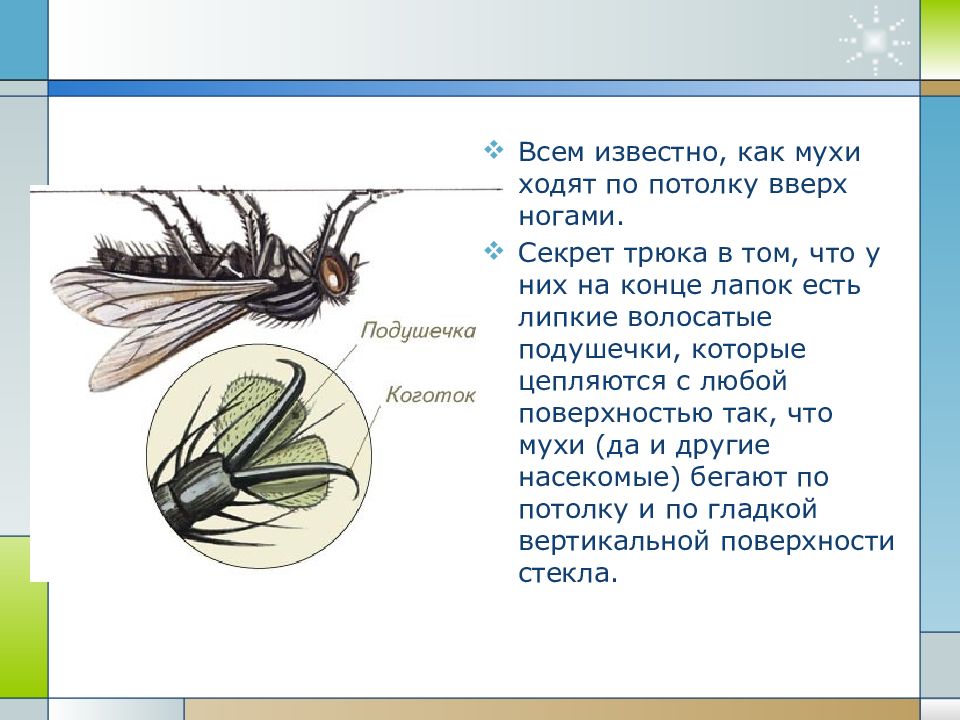 Проект по биологии 7 класс на тему насекомые переносчики заболеваний человека