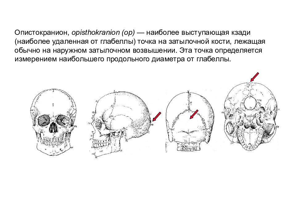 Наиболее удален. Краниометрические точки опистокранион. Наружное затылочное возвышение. Гнатион. Точка глабелла.