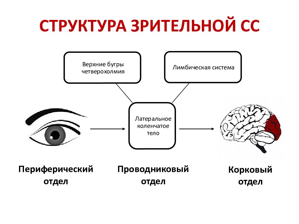 Зрительная сенсорная система презентация