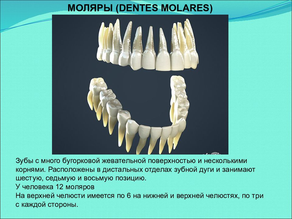 Клиническая анатомия зубов презентация