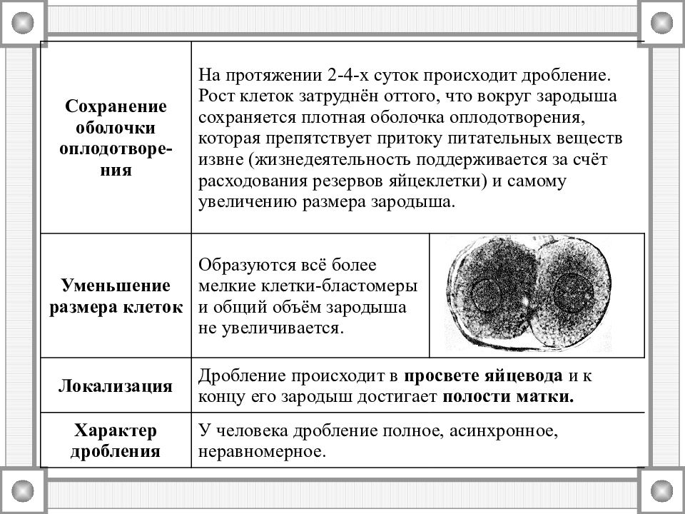 Дробление клетки. В процессе дробления происходит. Какие процессы происходят в дроблении. Что происходит на этапе дробления. Как осуществляется процесс дробления.