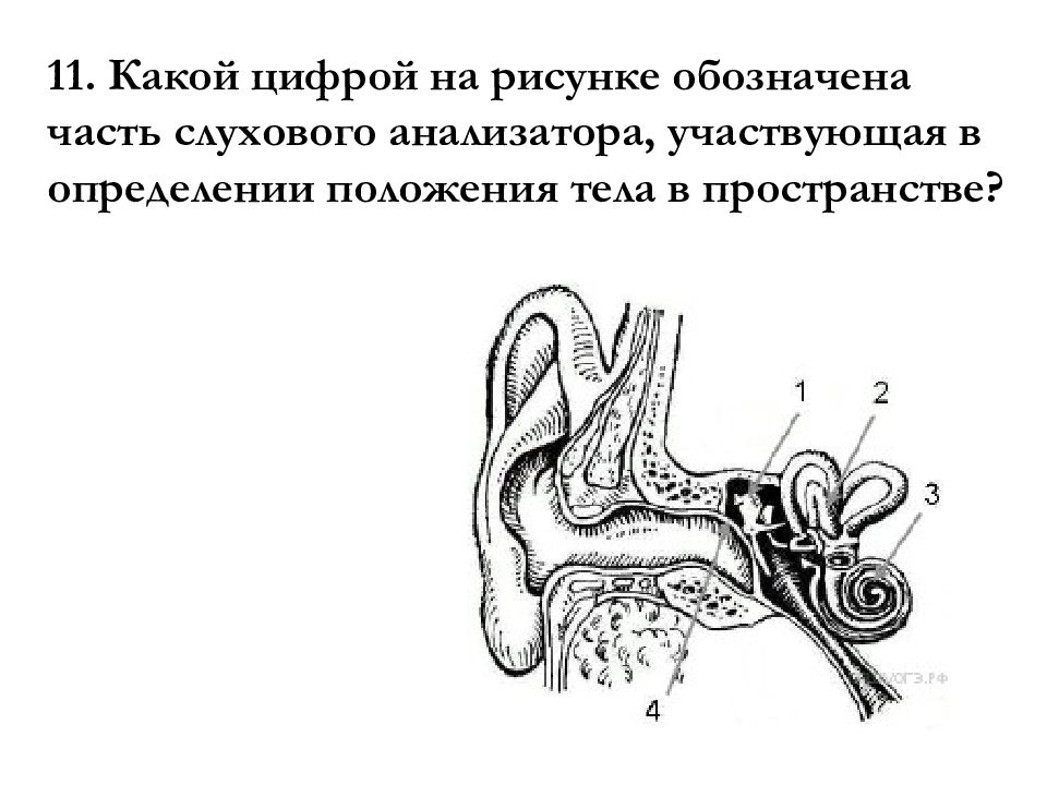 Тест орган слуха слуховой анализатор. Онтогенез слухового анализатора. Слуховой анализатор анализатор. Схема слухового анализатора. Слуховой анализатор картинка.