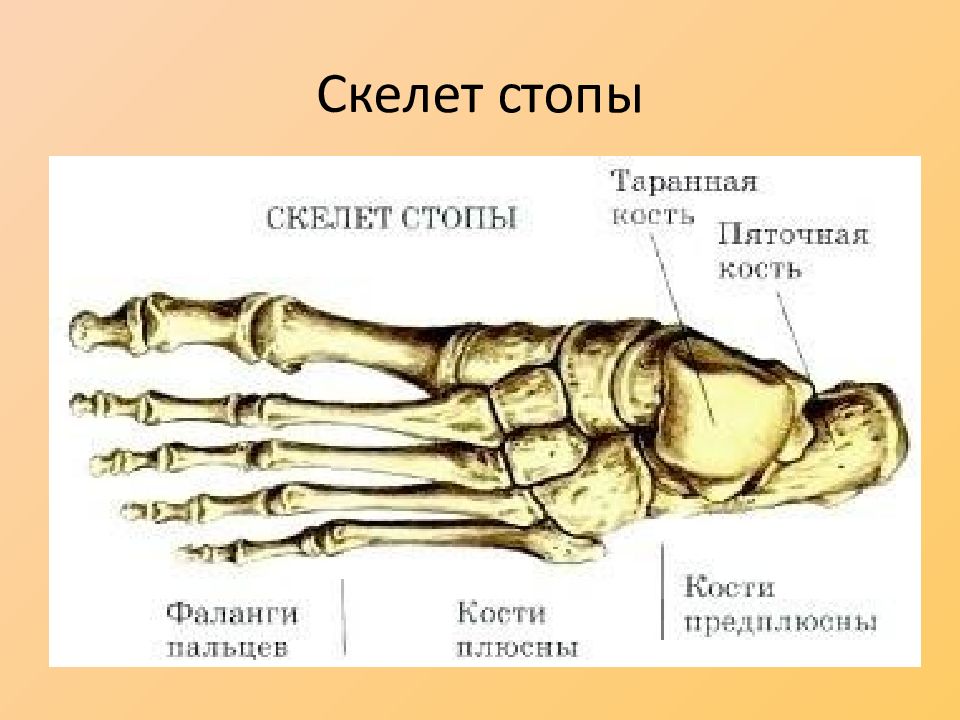 Кости подошвы. Кости плюсны и предплюсны. Стопа строение кости скелет. Стопа анатомия строение кости. Скелет стопы человека строение.