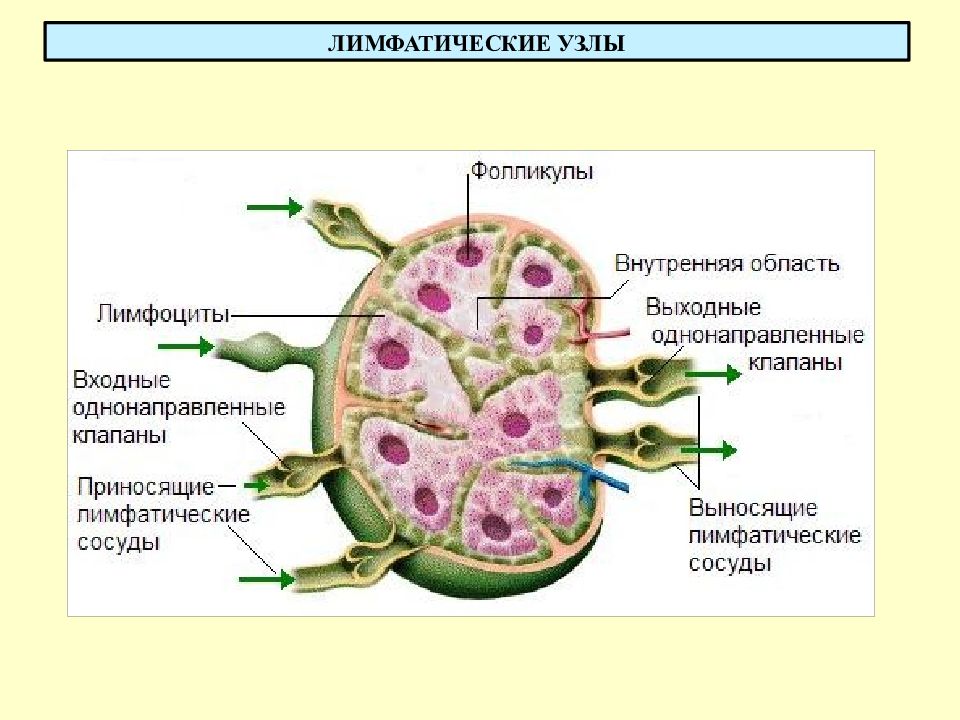 Лимфоузел в мышце. Сторожевой лимфатический узел. Лимфатический узел Крымы препарат.