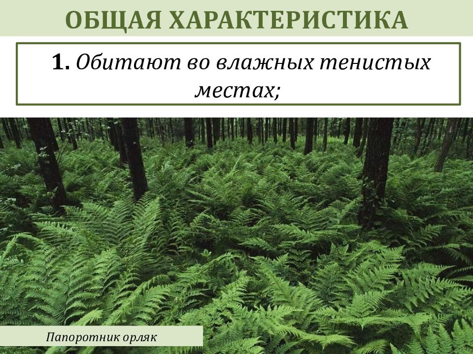 Общая характеристика папоротников. Папоротник произрастающий в тенистых. Папоротники презентация. Место обитания папоротников.