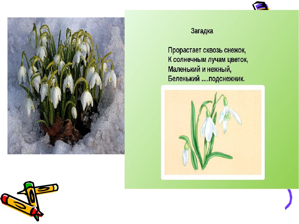 1 класс подснежник презентация