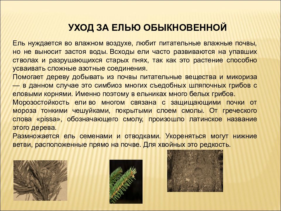 ярус питомник крупномеров. ель любит влажную почву. главные породы деревьев темнохвойной тайги. ель любит влажную почву. ель pungens waldbrunn.