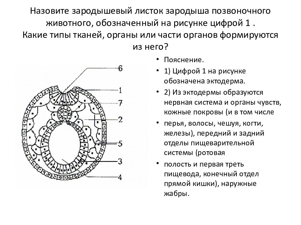 Зародышевые органы человека