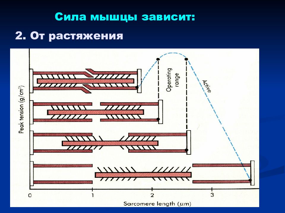 Сила растяжения. Сила скелетных мышц. Сила мышц зависит. Ила скелетных мышц зависит. Сила скелетной мышцы зависит от.