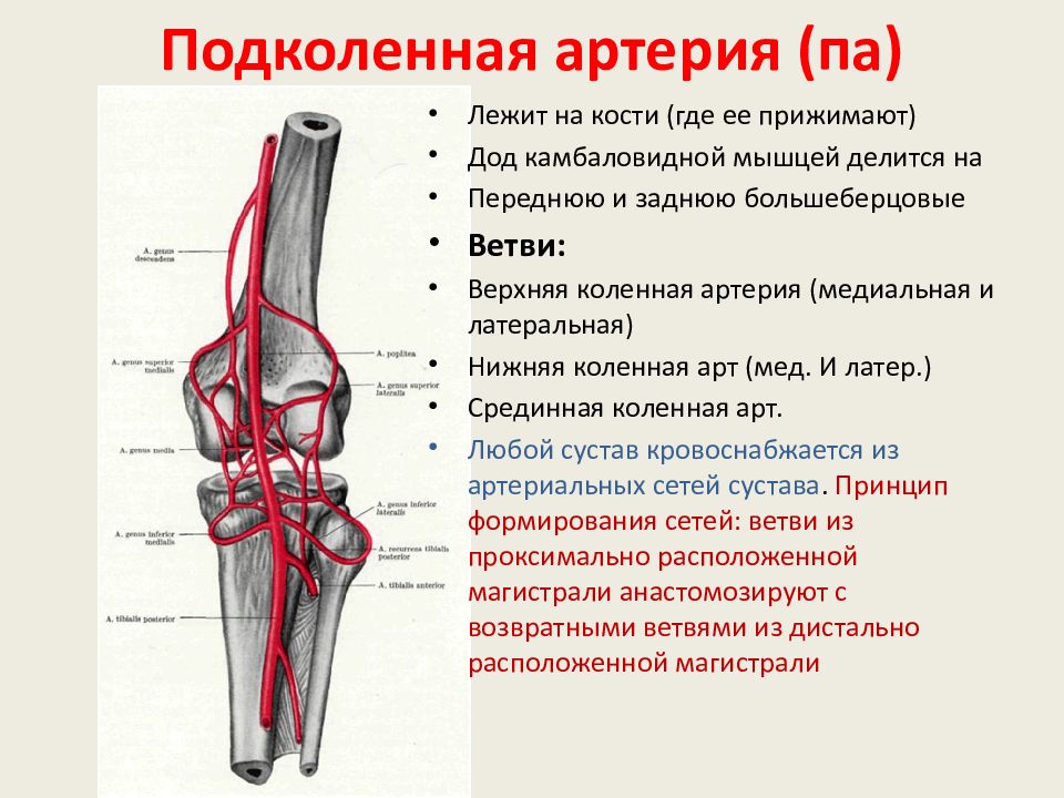 Коленная сеть артерии схема