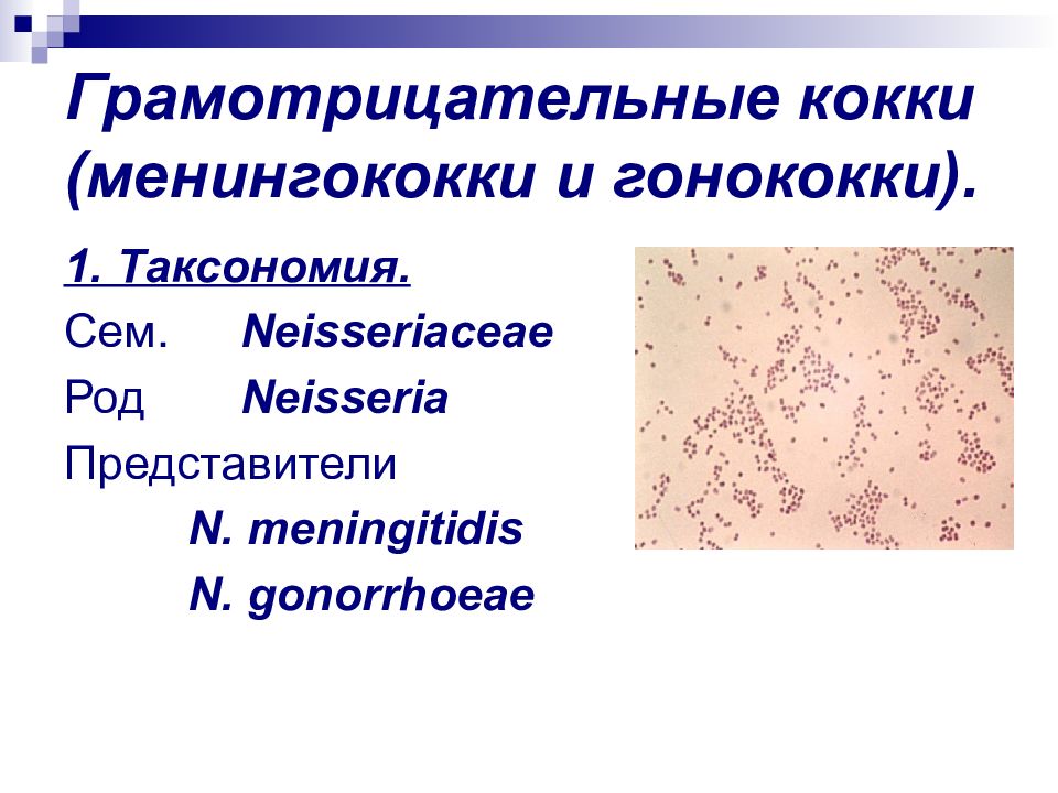 Менингококки микробиология. Менингококки микробиология таксономия. Грамотрицательные кокки: гонококки и менингококки. Грамотрицательные кокки возбудители. Возбудитель менингита таксономия.