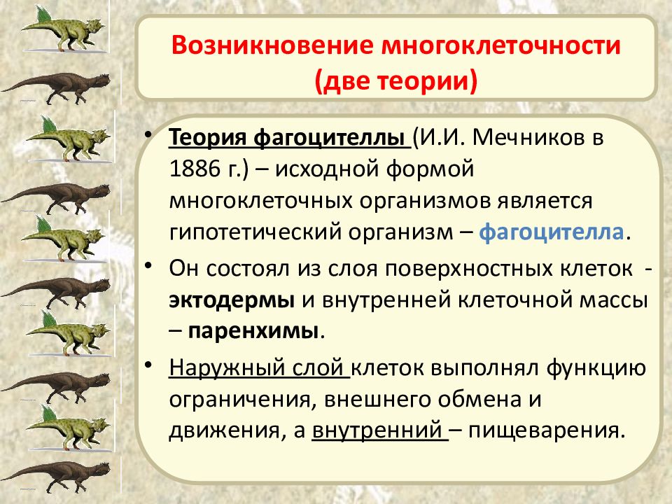 Закончите заполнение схемы эволюция трехслойных животных первое направление эволюции