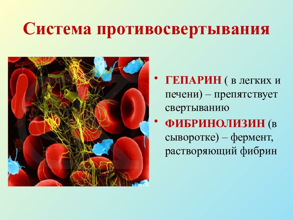 Строение и основные функции крови и кровообращения презентация