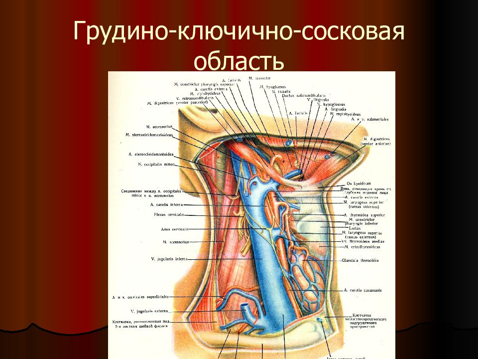 Латеральная область шеи на латинском. Грудино-ключично-сосцевидная область топографическая анатомия. Грудино ключично сосковая. Грудино-ключично-сосцевидная область. Грудино-ключично-сосцевидная область шеи.