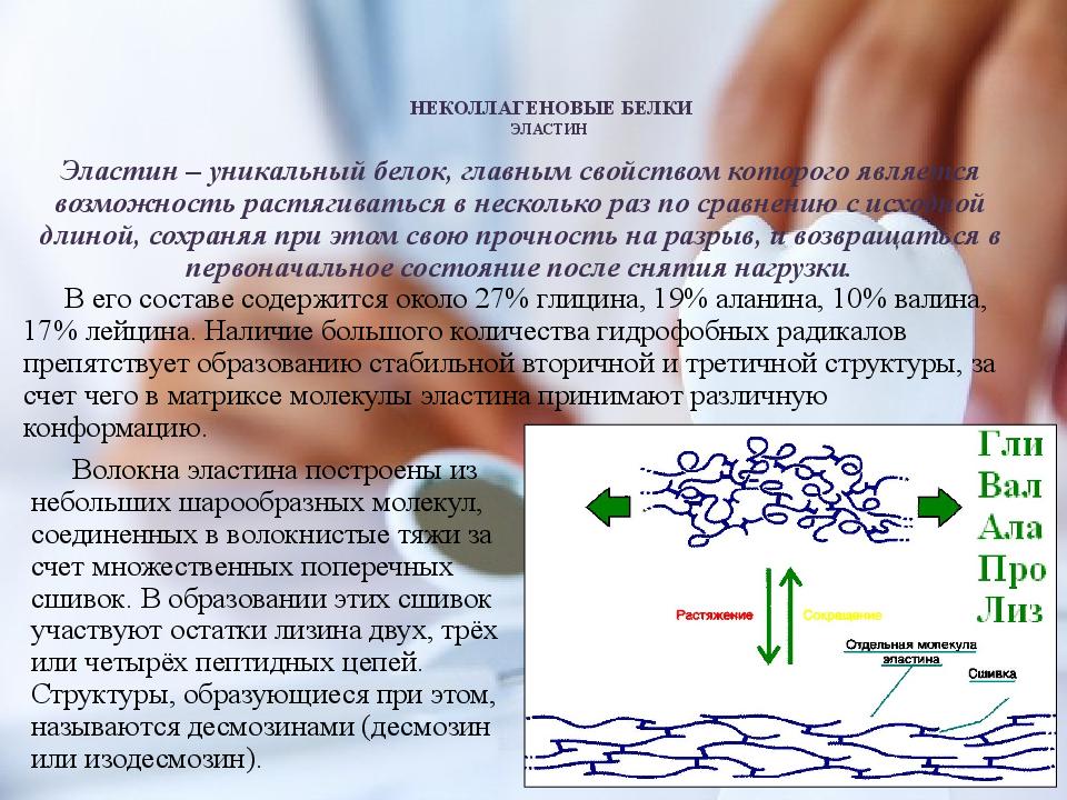 Эластин. Эластин. Неколлагеновые белки. Неколлагеновые белки костной ткани таблица. Неколлагеновые структурные белки. Неколлагеновые белки цемента.