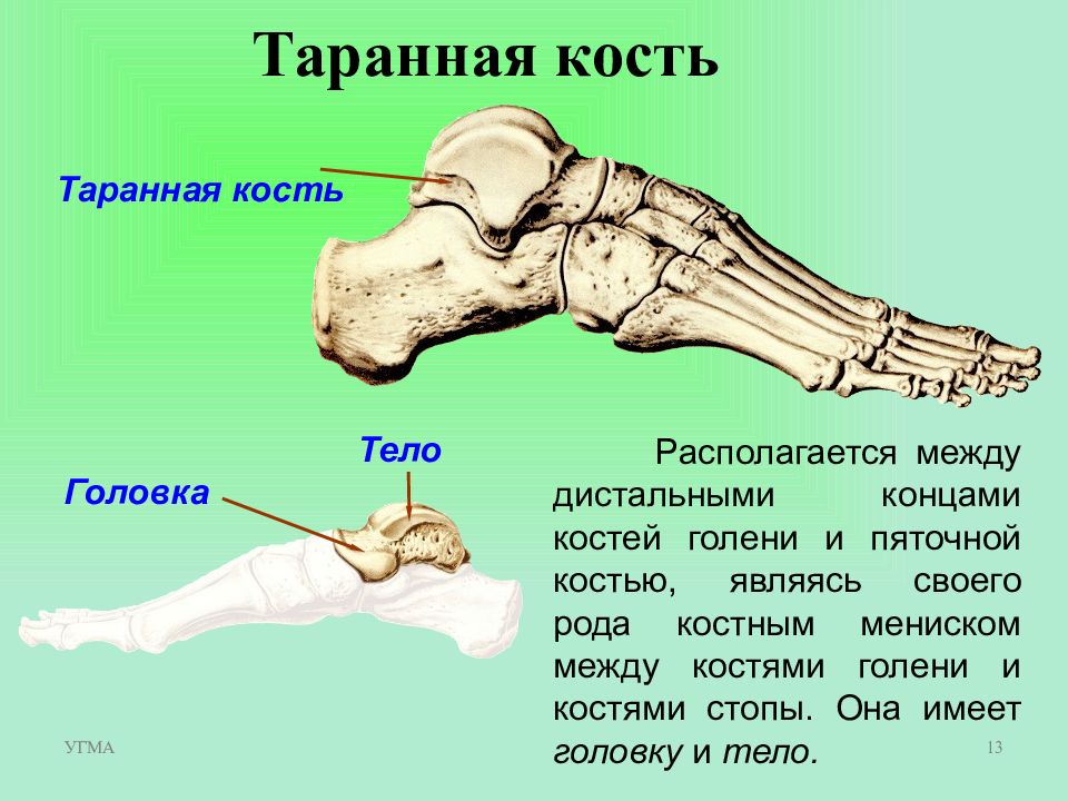 Болезни стопы человека в картинках суставы