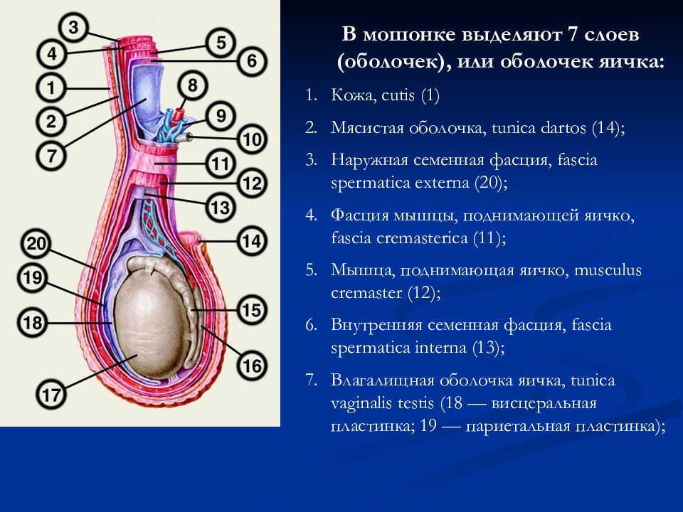 Мужские яички схема