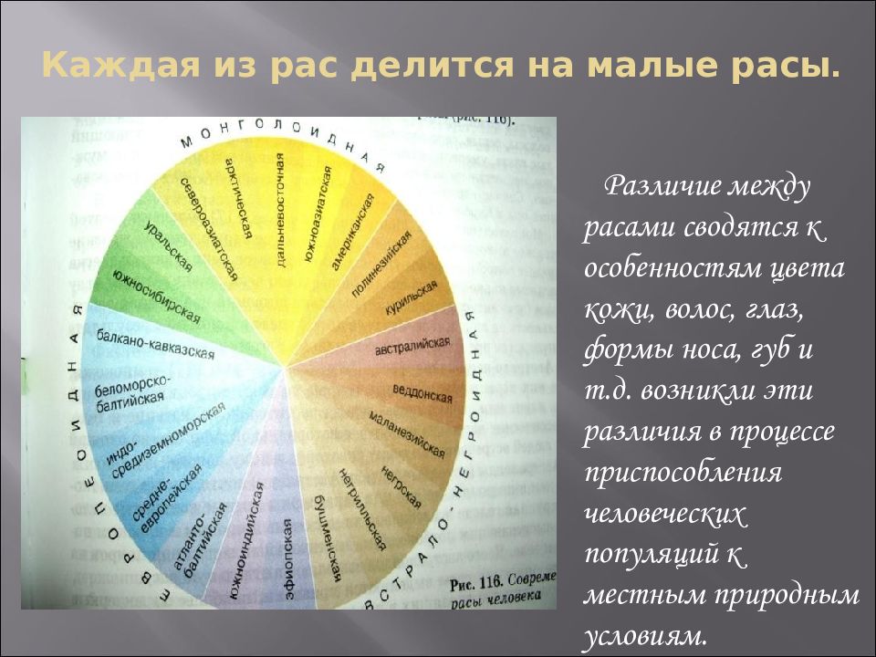 Человеческие расы их происхождение и единство презентация