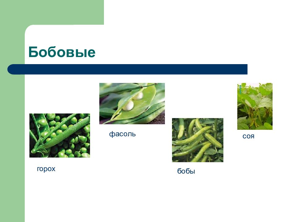 Овощи в питании человека 5 класс технология презентация