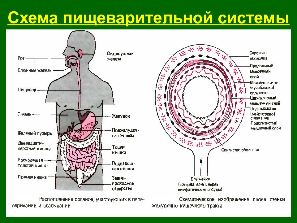 Пищеварительная пищеварение. Физиология строения пищеварительной системы человека схема. Строение стенки органов пищеварения таблица. Строение пищеварительной системы человека схема таблица. Схемы по физиологии пищеварения.