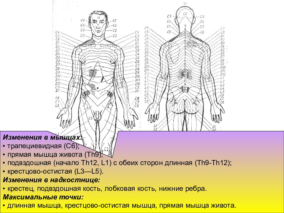 Рефлекторно сегментарный массаж схема