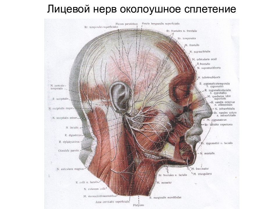 Отдел затылок. Топографическая анатомия лицевого отдела. Лицевой отдел головы топографическая анатомия. Топографическая анатомия нервы головы. Области лицевого отдела головы топографическая анатомия.