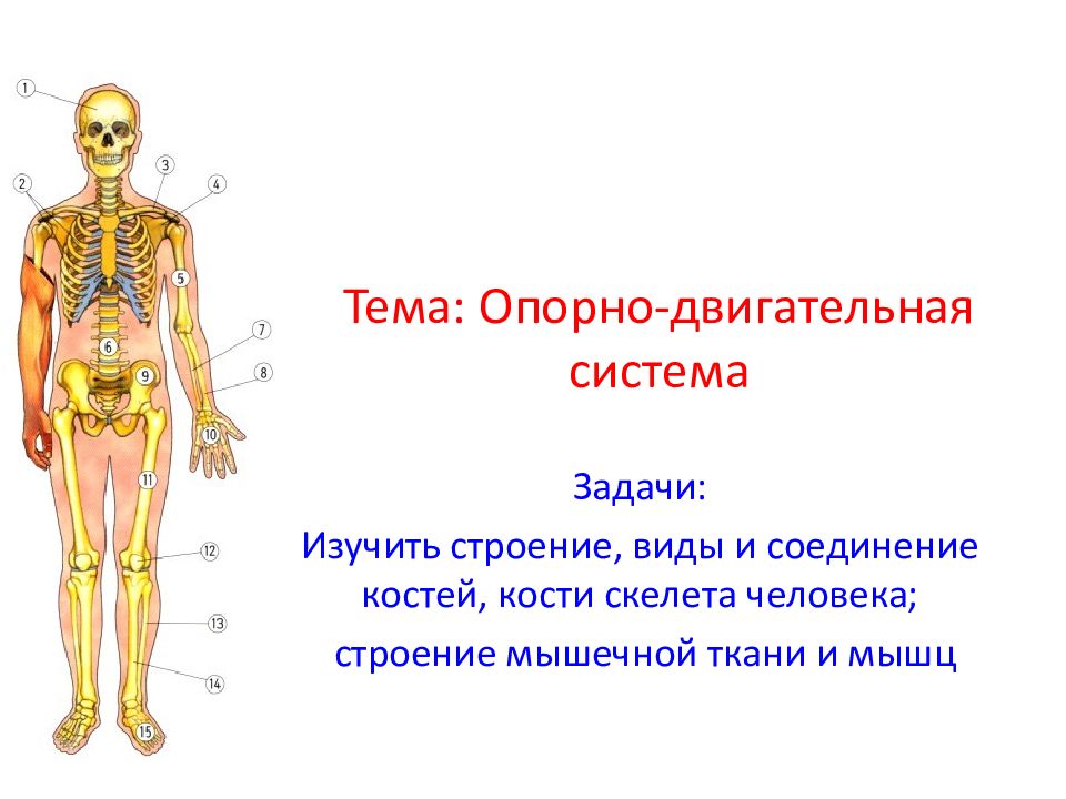 Опорно двигательная система презентация анатомия