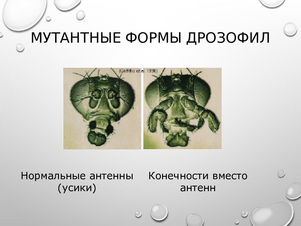 Нормальная форма глаз дрозофилы. Мутантные формы дрозофил. Мутантные и нормальные антенны дрозофил. Мутации дрозофилы таблица. Нормальные и нормальные формы дрозофил.