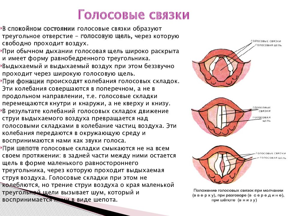 Где находятся голосовые связки у человека рисунок спереди