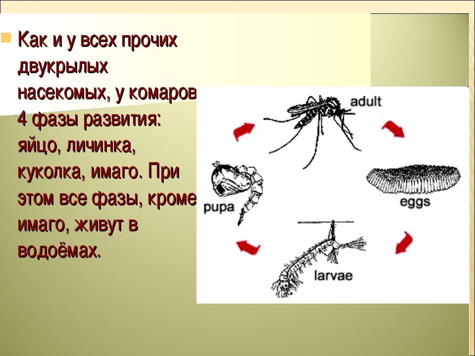 Схема развития комара мухи