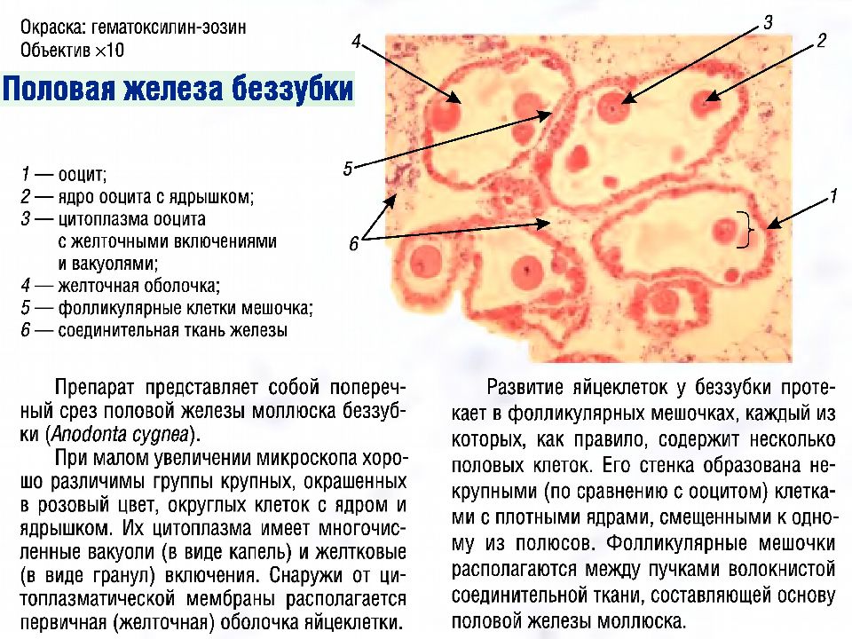 Яичник у млекопитающих. Яйцеклетка беззубки строение. Строение яичника млекопитающих. Яйцеклетка беззубки препарат. Фолликул беззубки.