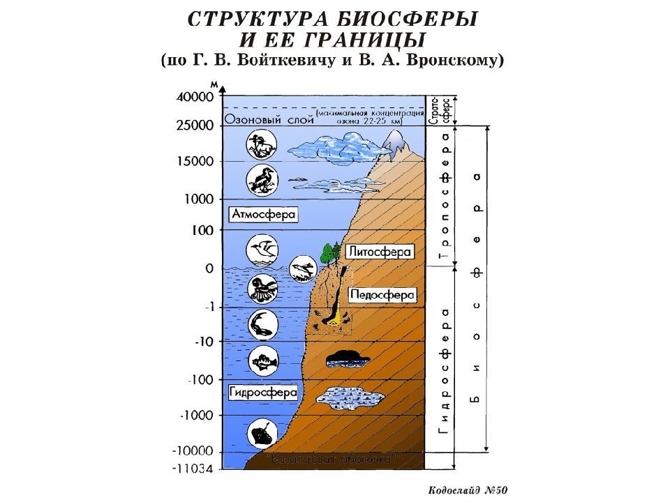 Что такое биосфера схема