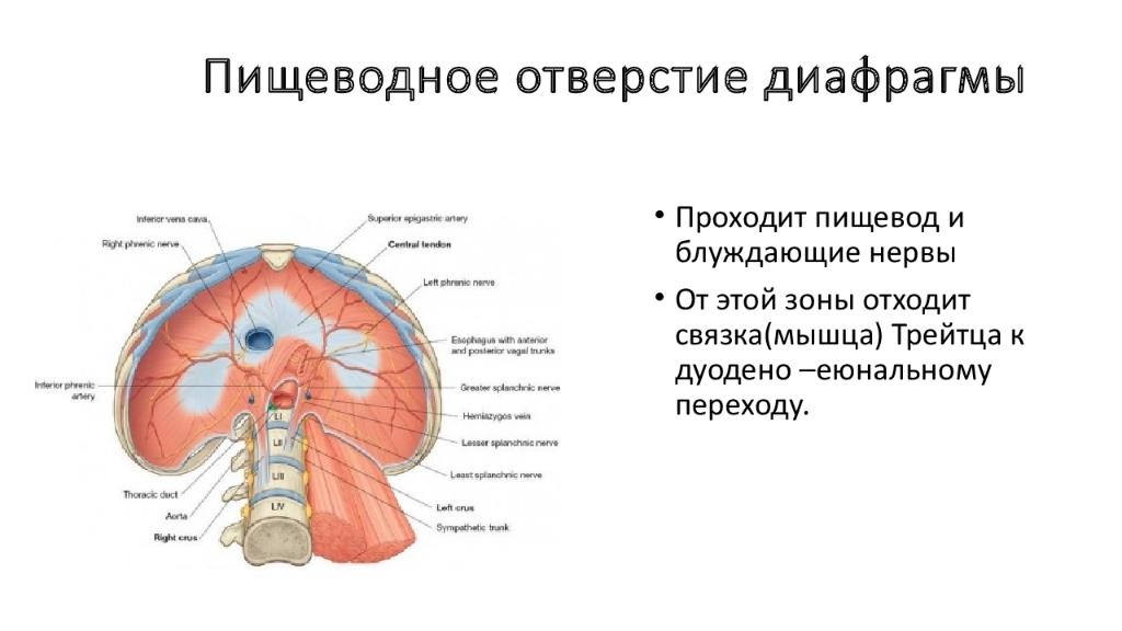 Какой тканью образована диафрагма. Пищеводное отверстие диафрагмы анатомия. Диафрагма таблица анатомия. Пишиводный отверстие диафграмы. Пищеводное отверстие диафрагмы латынь.