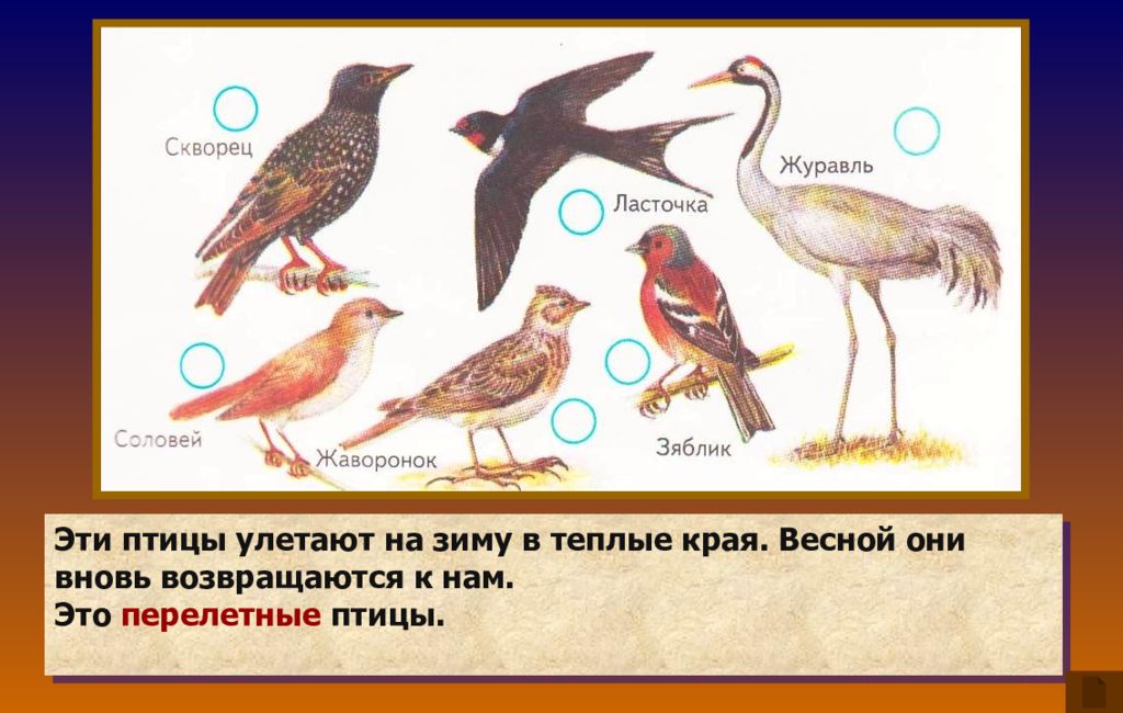 Какие птицы улетают первые. Перелетные птицы. Жаворонки улетают в теплые края. Улетают скворцы в теплые края. Птицы которые улетают зимой.