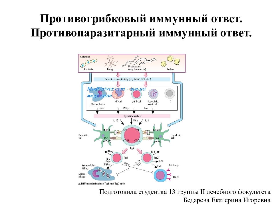 Иммунный ответ презентация. Противогрибковый иммунный ответ. Противогрибковый иммунный ответ схема. Противовирусный иммунный ответ.