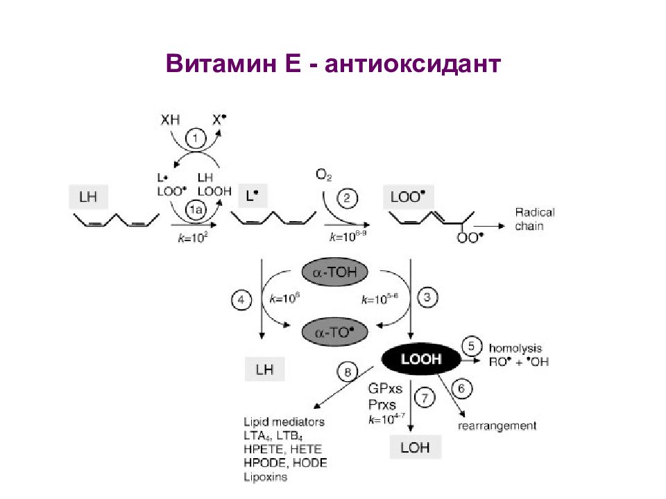 Витамин е схема. Схема антиоксидантного действия витамина е. Витамин е антиоксидант биохимия. Механизм действия антиоксиданта витамина е. Биохимия антиоксидантное действие витамина е.