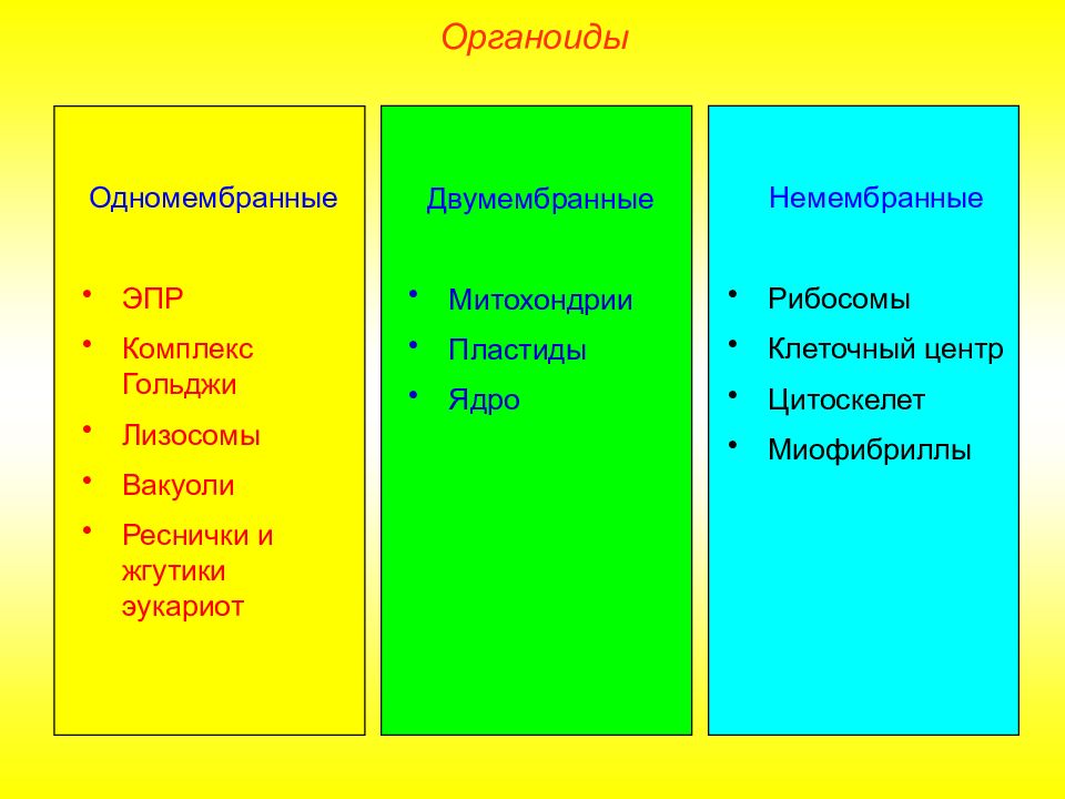 Одномембранные органоиды презентация