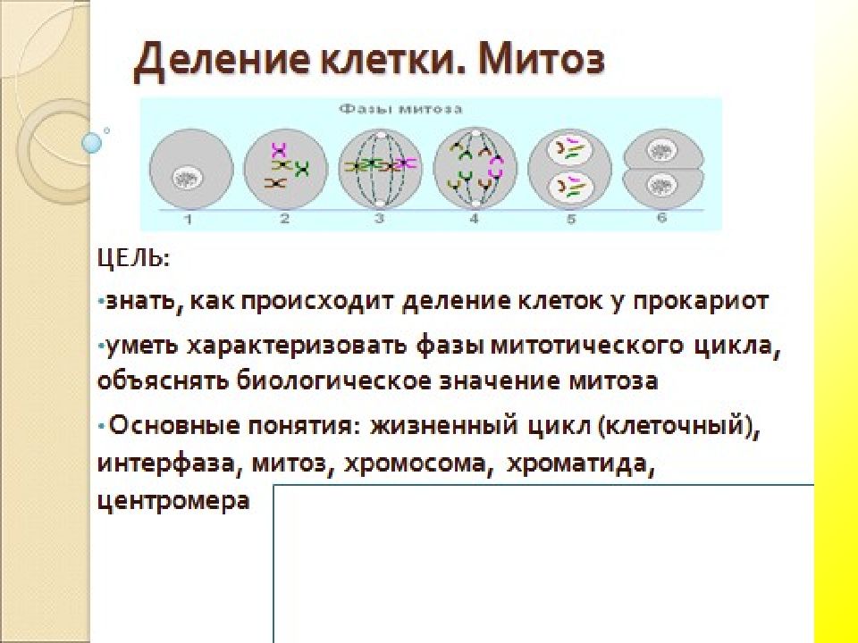 Две дочерние клетки идентичные материнской образуются в