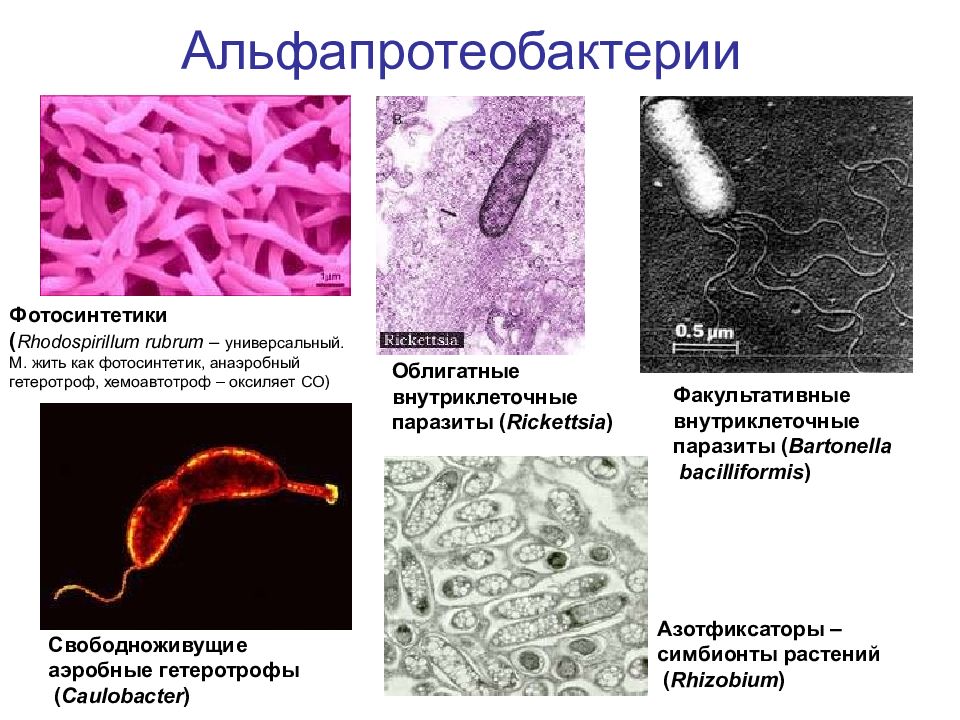 Внутриклеточные паразиты. Факультативные внутриклеточные паразиты. Анаэробные азотфиксаторы. Внутриклеточные симбионты. Анаэробные гетеротрофы.