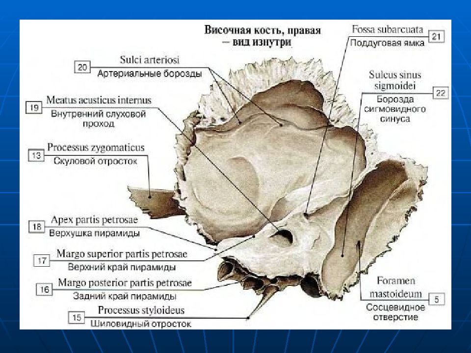 Височная кость рисунок