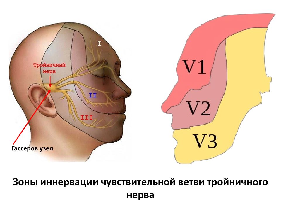 Нейропатия ветвей тройничного нерва. Область иннервации тройничного нерва. Невралгия тройничного нерва точки выхода.