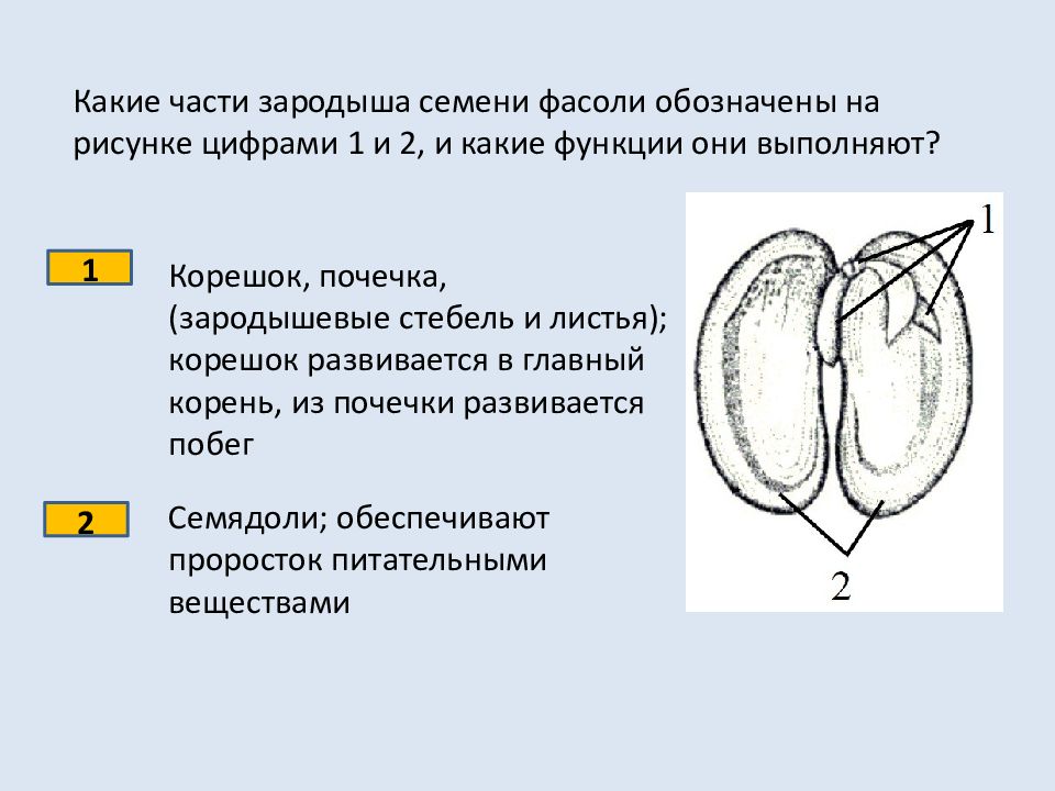 Рассмотрите рисунок семени какая структура обозначена на рисунке цифрой