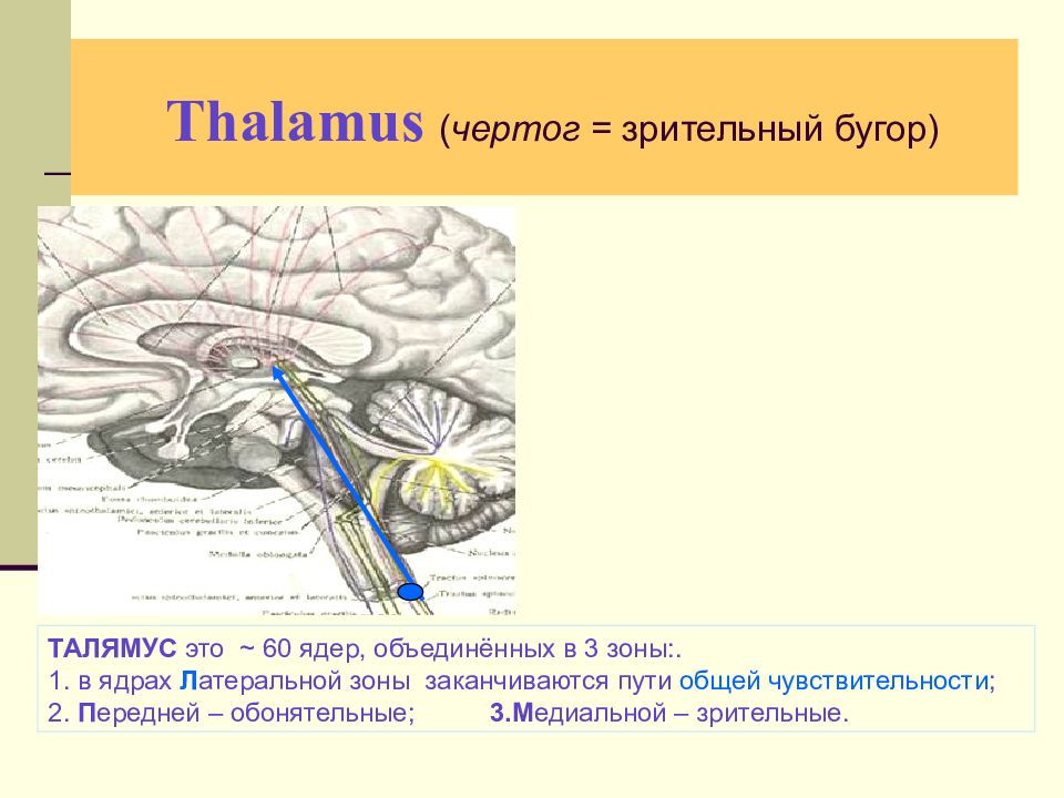 2 системы мозга. Зрительные ядра. Интегральные системы мозга. Латеральное ядро зрительного бугра. Зрительный нерв таламус.