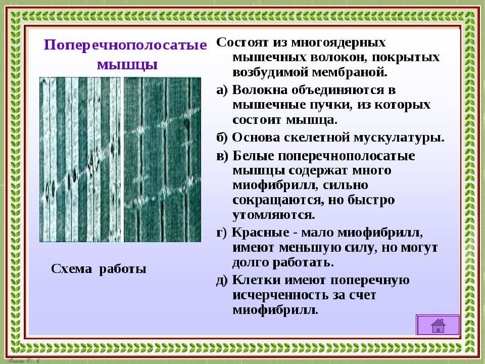 Основа скелетной мускулатуры составляют многоядерные волокна. Многоядерные удлиненные волокна. Многоядерные мышечные волокна. Длинные многоядерные клетки. Многоядерные и имеют поперечную исчерченность.