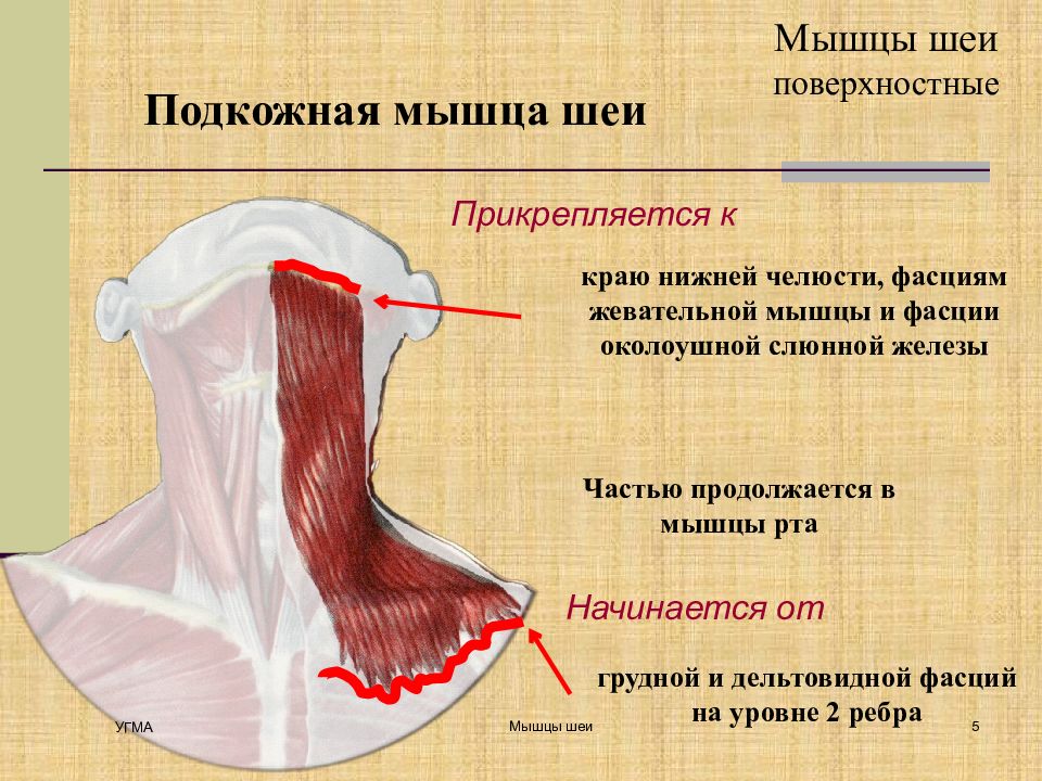 Функции мышц шеи. Подкожная мышца шеи платизма. Подкожная мышца шеи platysma. Подкожная мышца шеи анатомия. Укажите функции подкожной мышцы шеи.