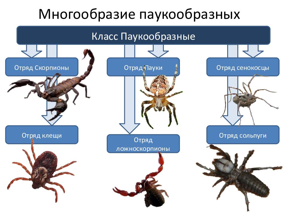 Тип членистоногие класс паукообразные презентация