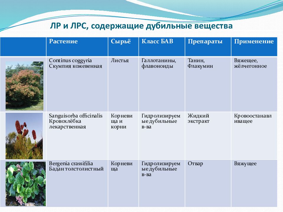 Вещества растений содержащие. Лекарственное сырье содержащее дубильные вещества. ЛРС содержащие дубильные вещества. Лекарственные растения сырье которых содержит дубильные вещества. Дубильные вещества в лекарственных растениях.